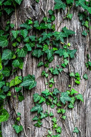 Ivy, possibly poison Ivy. Itchy