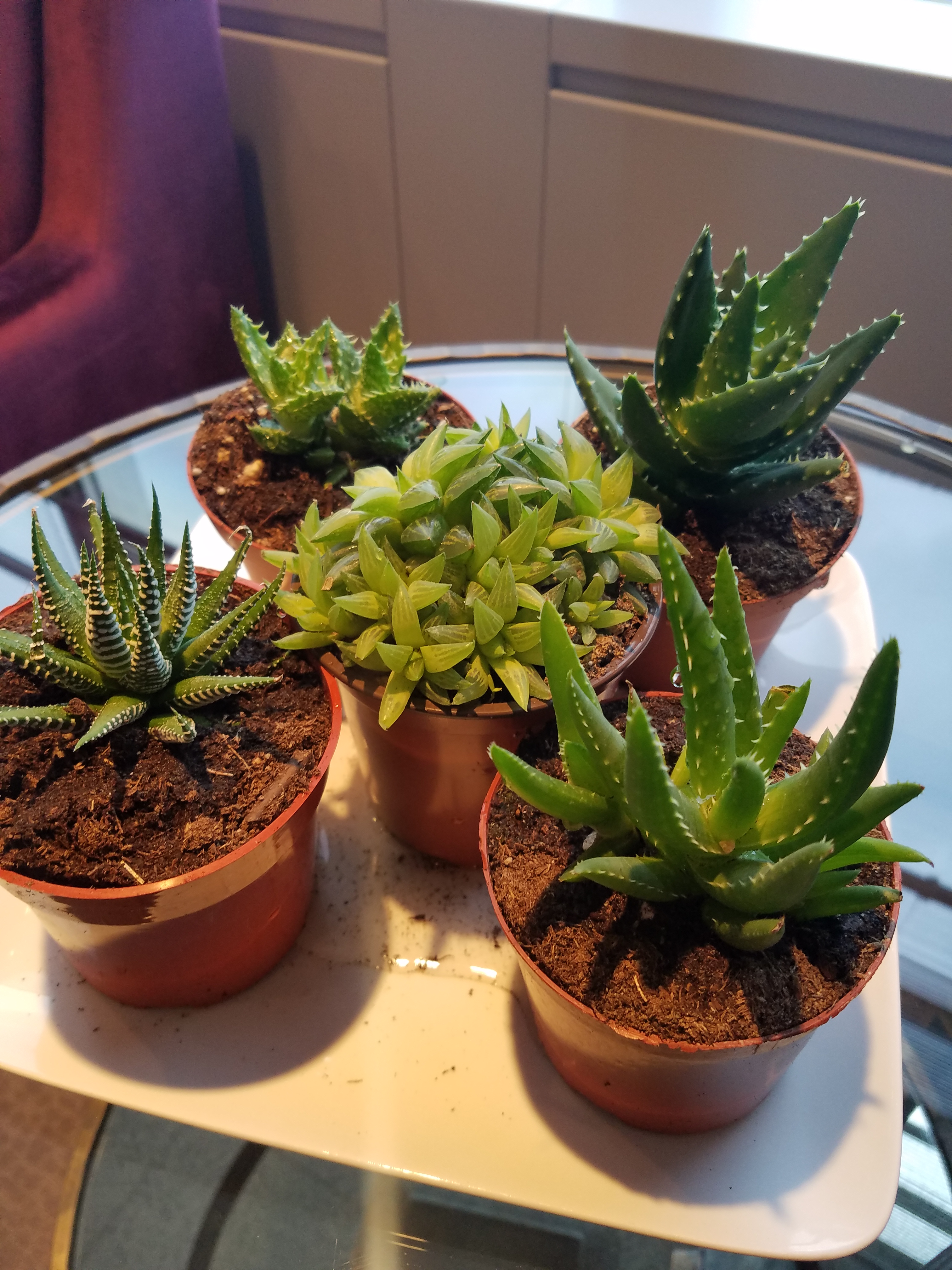 cactus plants on table of doctor's office