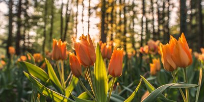 orange tulips in forest