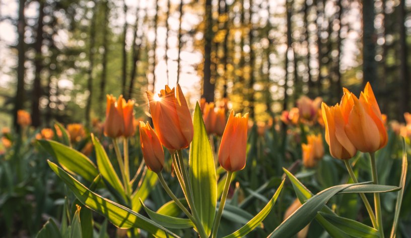 orange tulips in forest