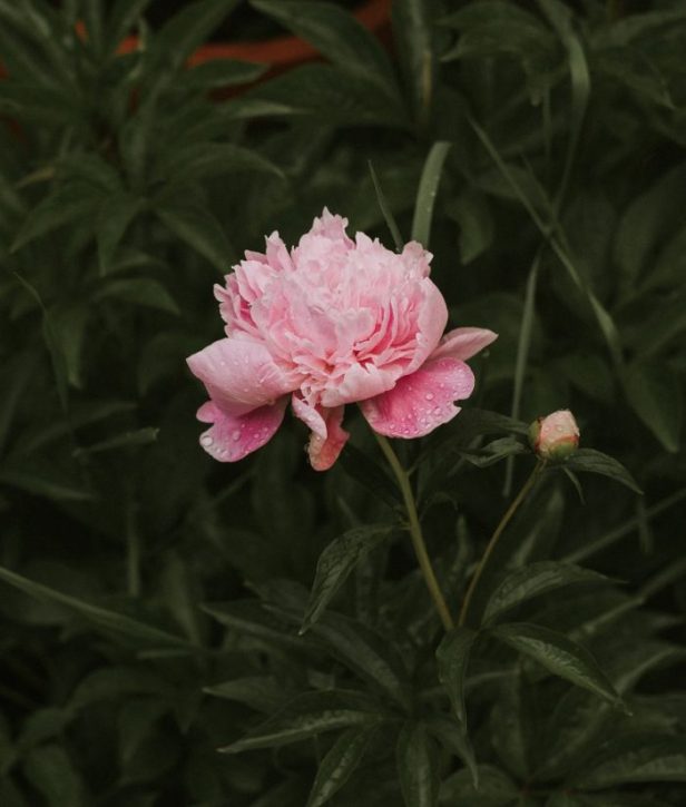 anton-darius-sollers-282210 small